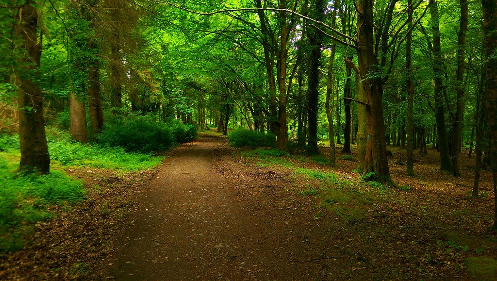 dublin mountain forest